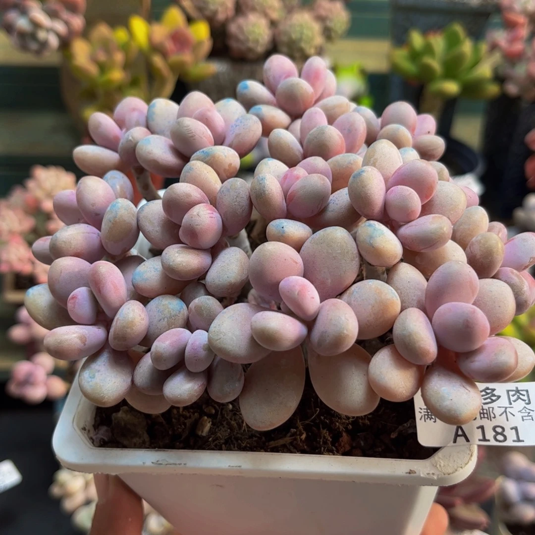 181糖果桃蛋12cm多肉