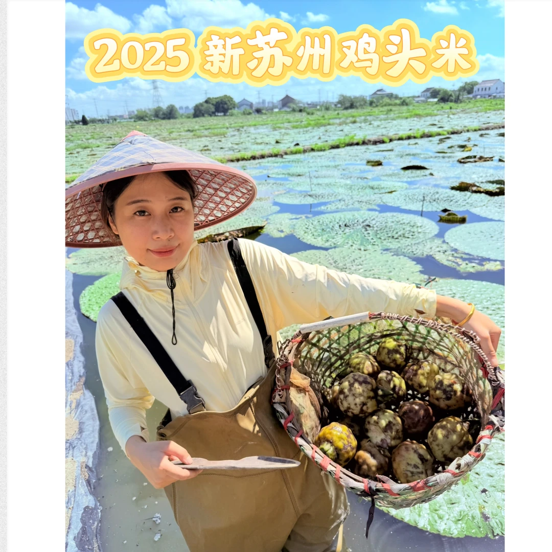 25年江苏苏州特产新鲜鸡头米湿苏芡纯干冻无冰衣真空锁鲜软糯清香