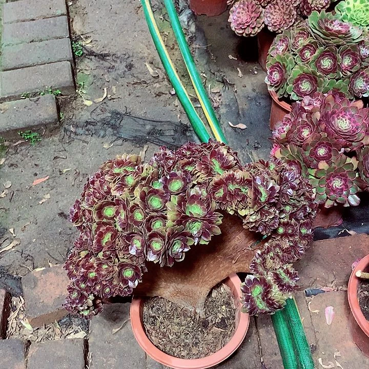 大整板万缀，多肉植物