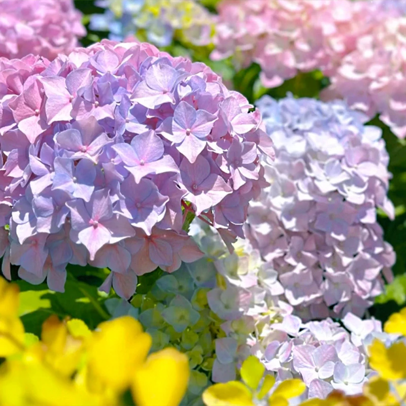 姹紫嫣红 2.5加仑 露天老桩大苗大花带花苞阳台庭院四季开好养