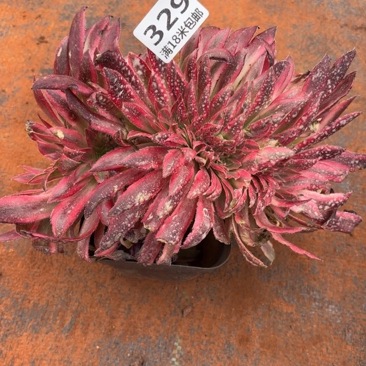 329朱雀缀化掌心多肉法师锦不包侧枝断枝