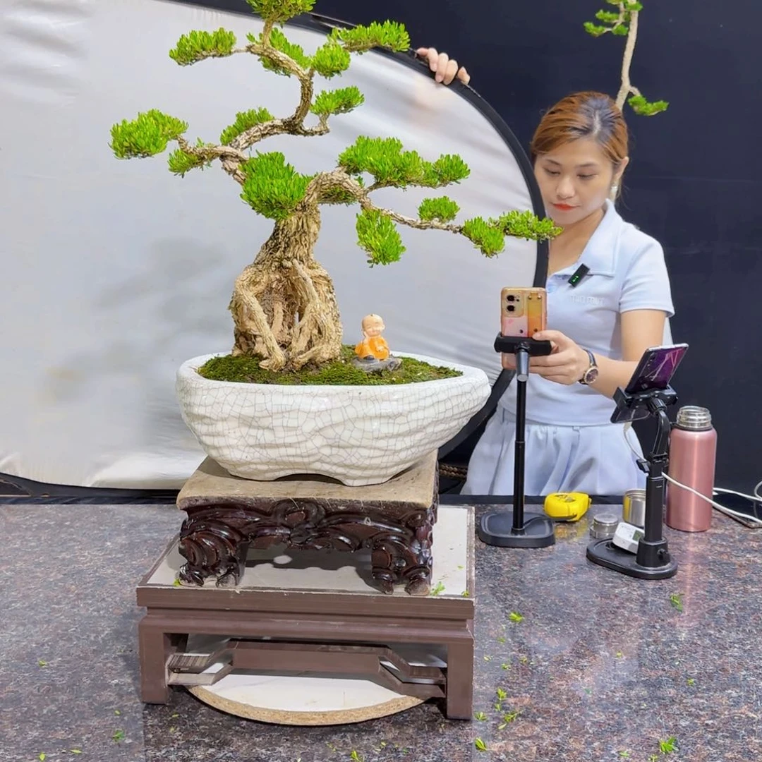 当前无花朵，栽培后可花朵
