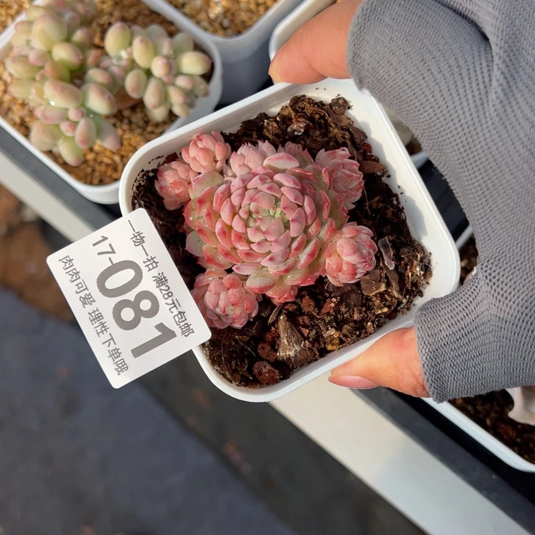 小粉梅多肉多肉多肉