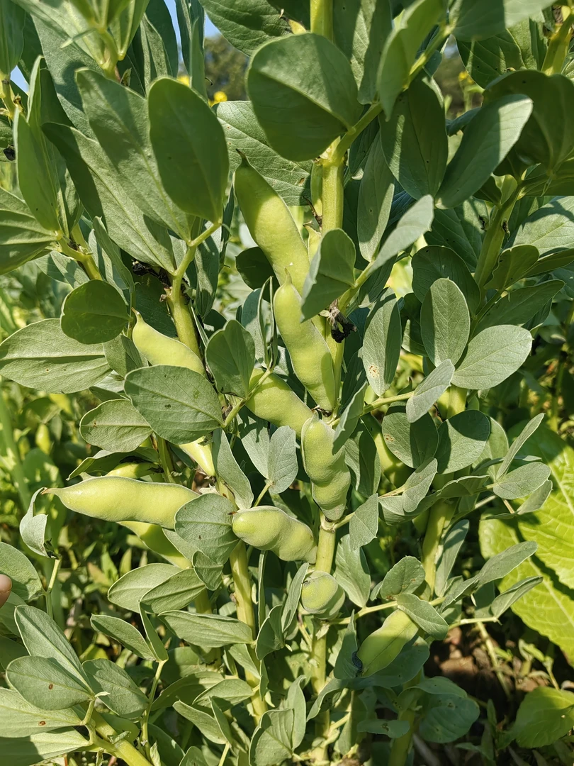 云南露天新鲜采摘带壳蚕豆罗汉豆胡豆