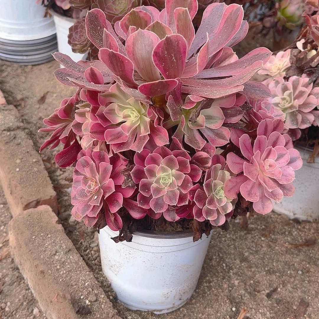 美杜莎多肉植物手捧三号