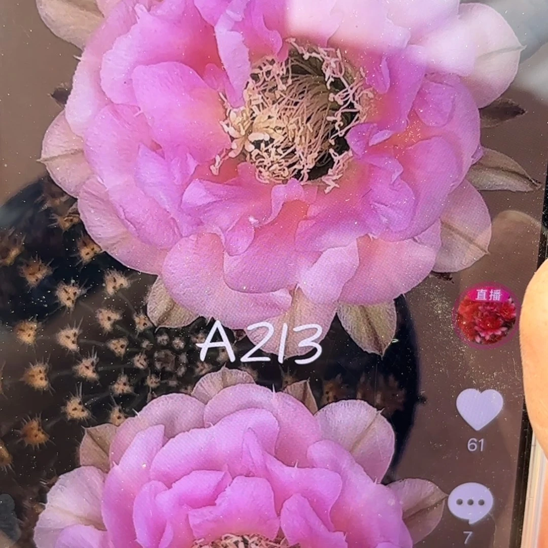 A213无根侧牙四公分