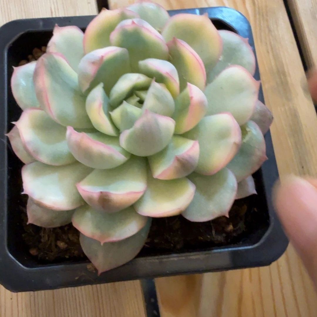 草莓蛋糕 安吉园艺锦