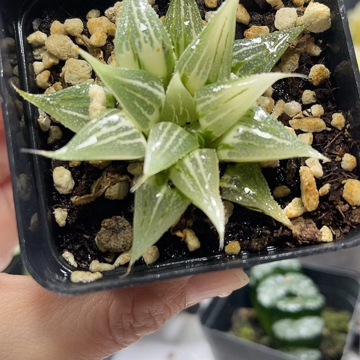 十二卷多肉植物大白鲨锦
