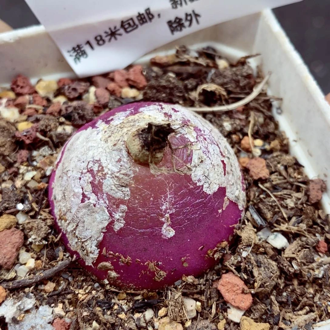 一***?我的小姐姐们都是我的656