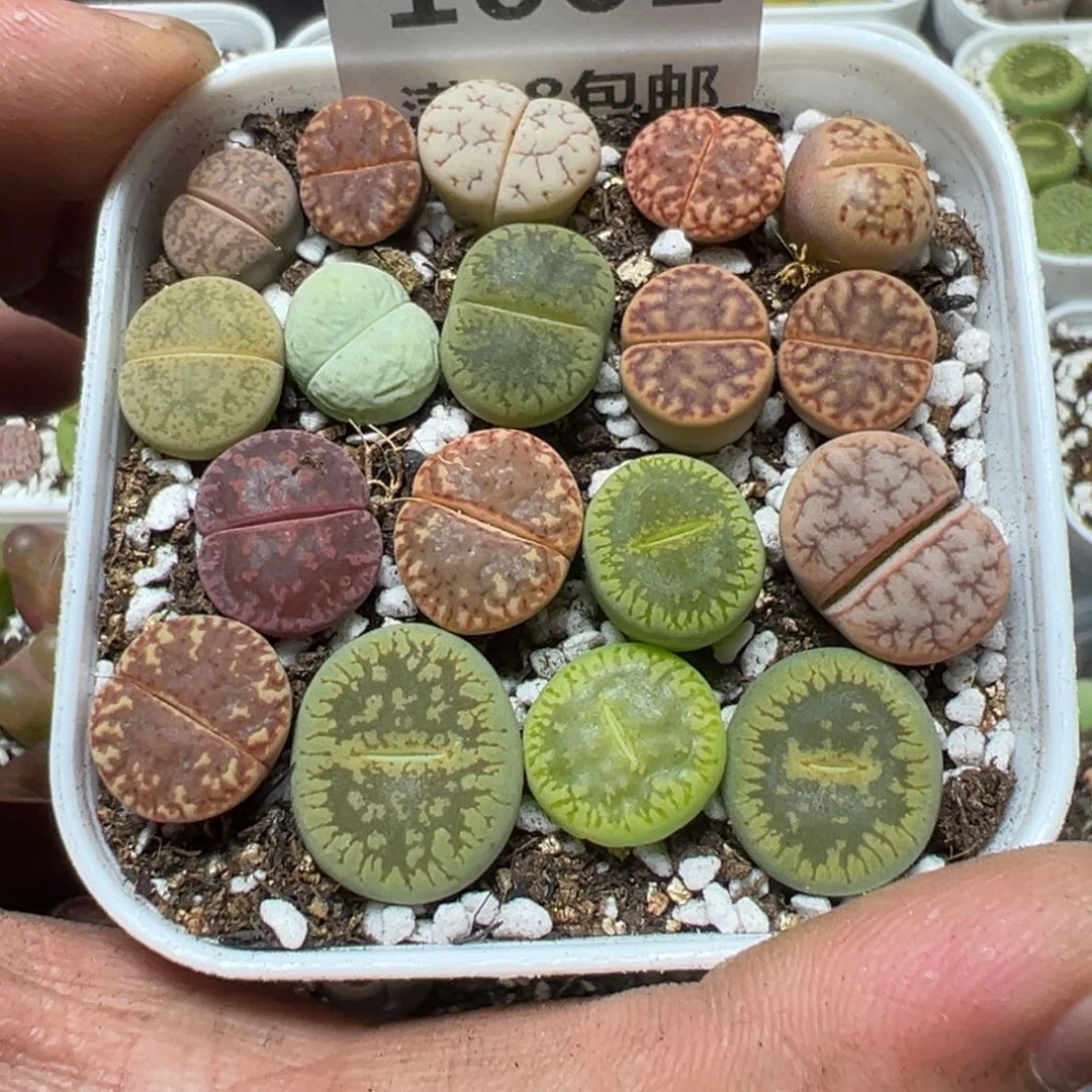 【闪购商品】 1002。