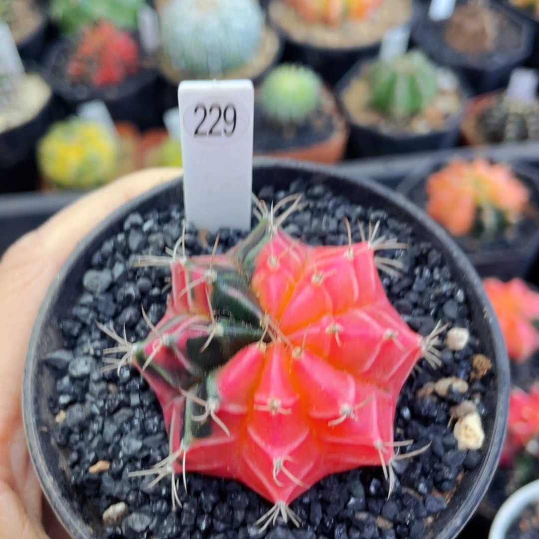 盆5公分满25包邮裸根发货