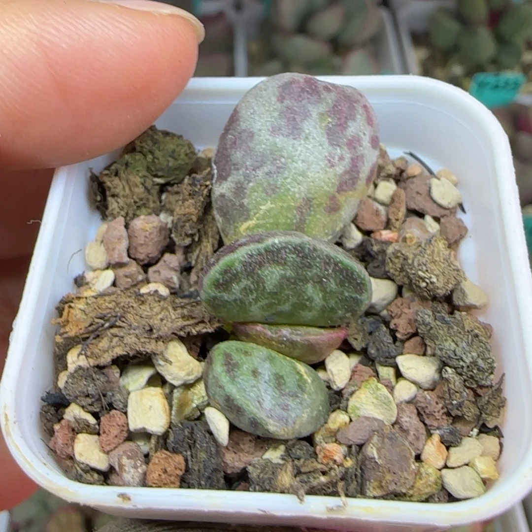 实生叶插，带盆发货