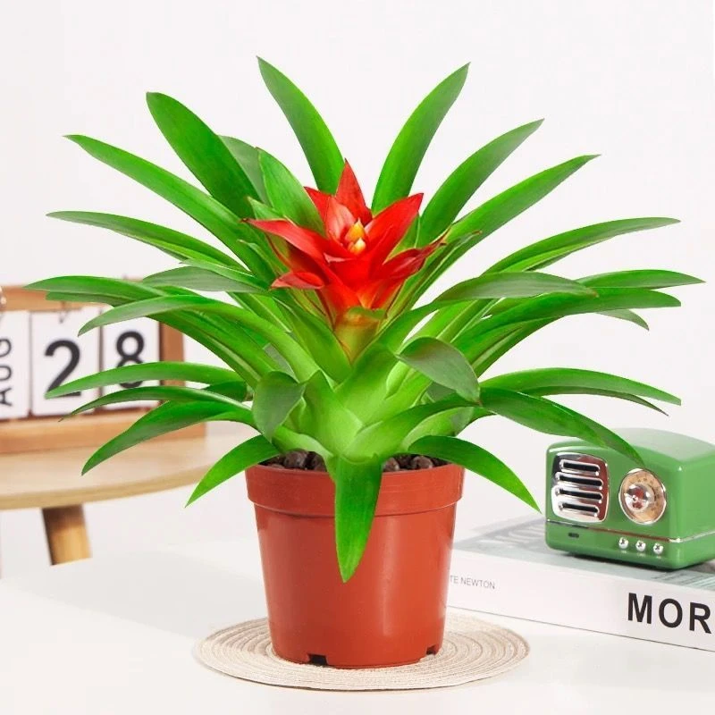 【带花发货】鸿运当头盆栽小红星花卉室内客厅水培绿植物四季开花