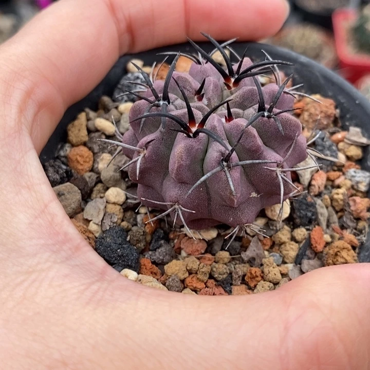 【闪购商品】白皮素装玉