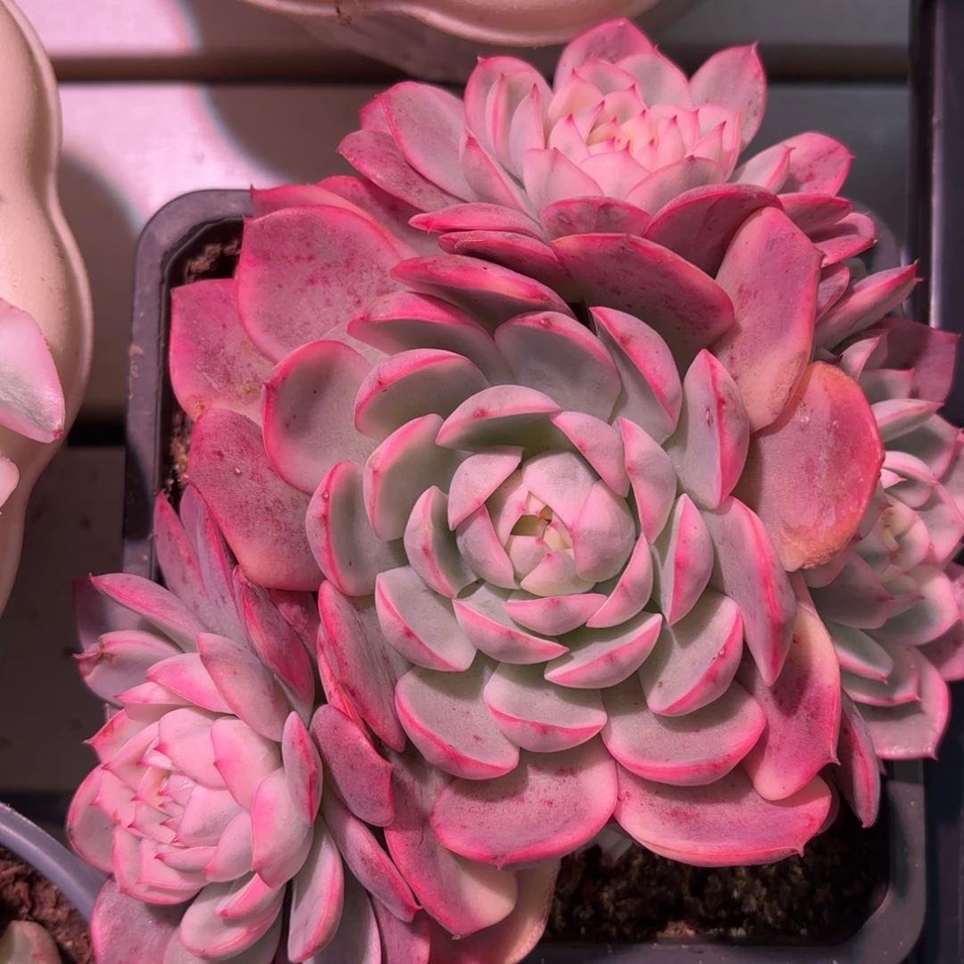 韩水晶锦群生多肉植物