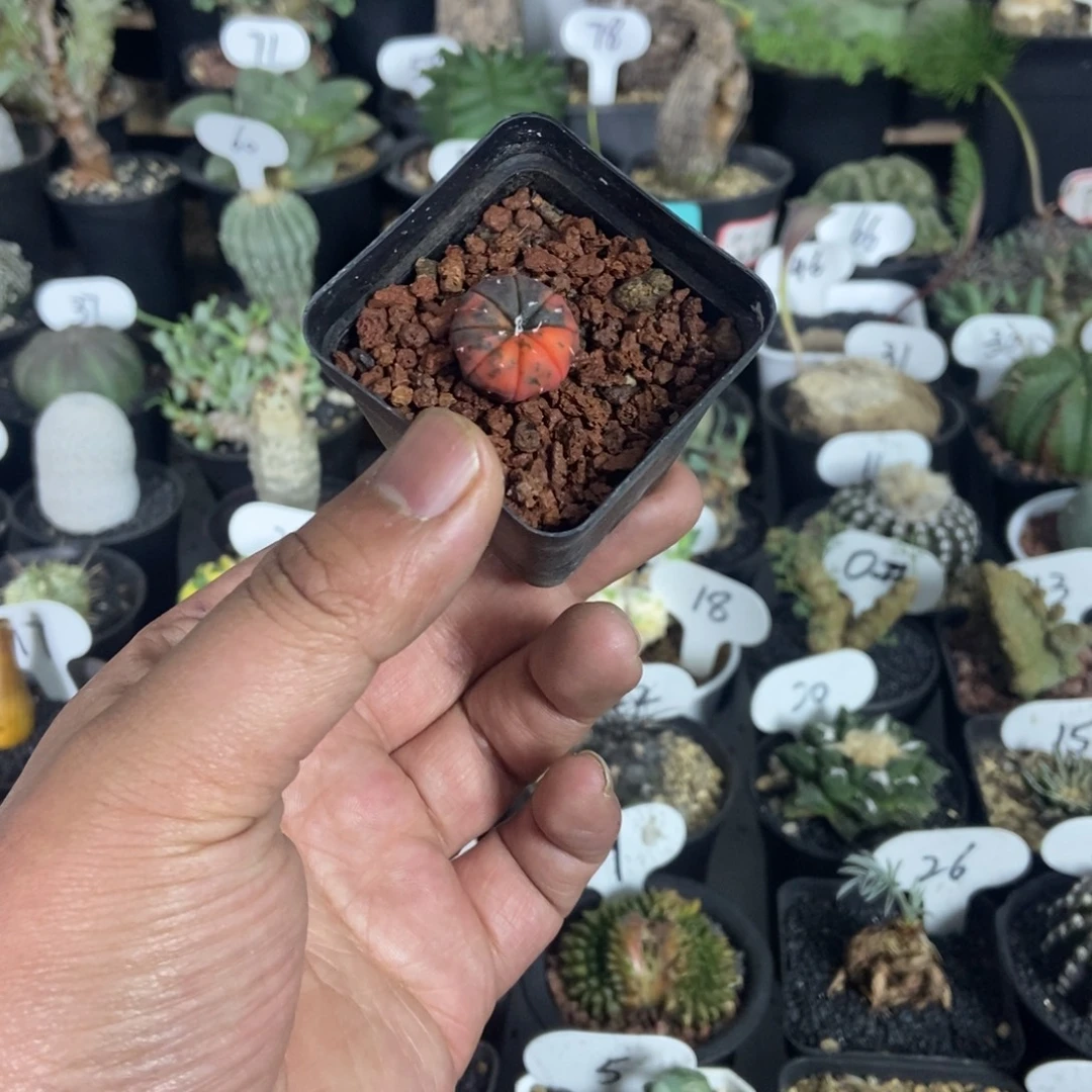 紫皮兜锦一物一拍