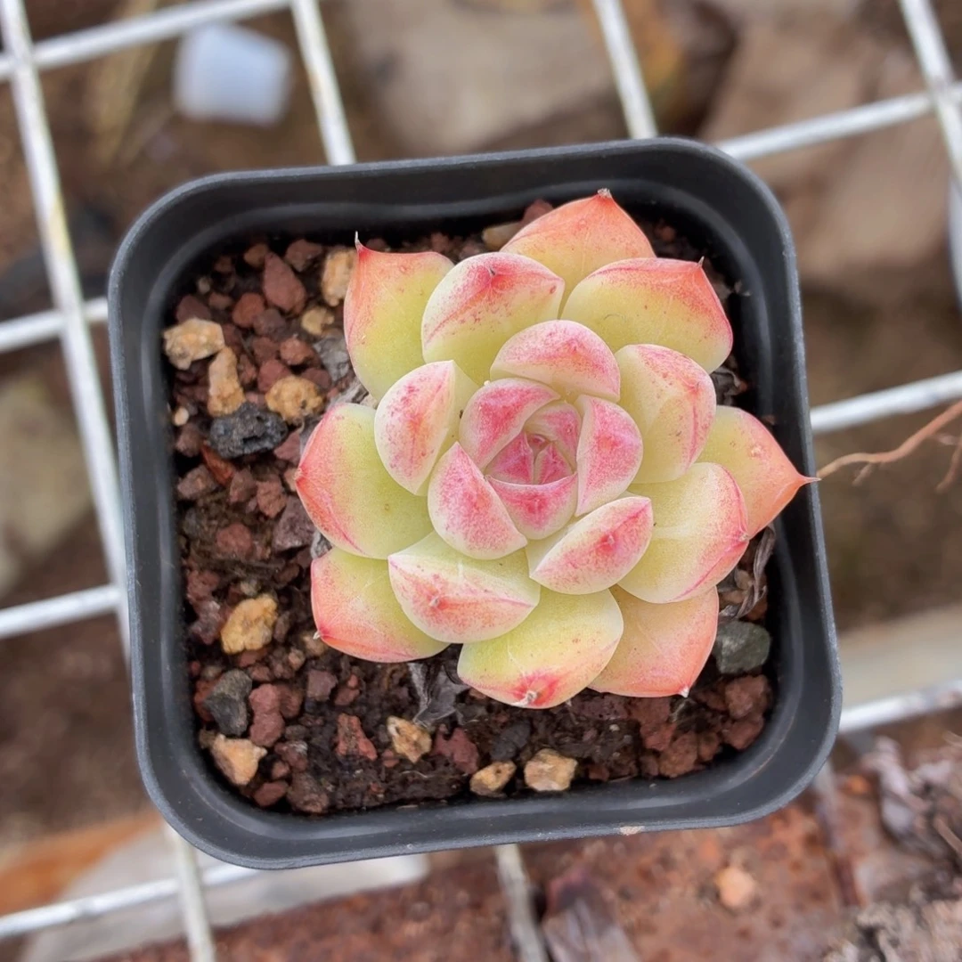 紫心女王多肉9.9包邮发货