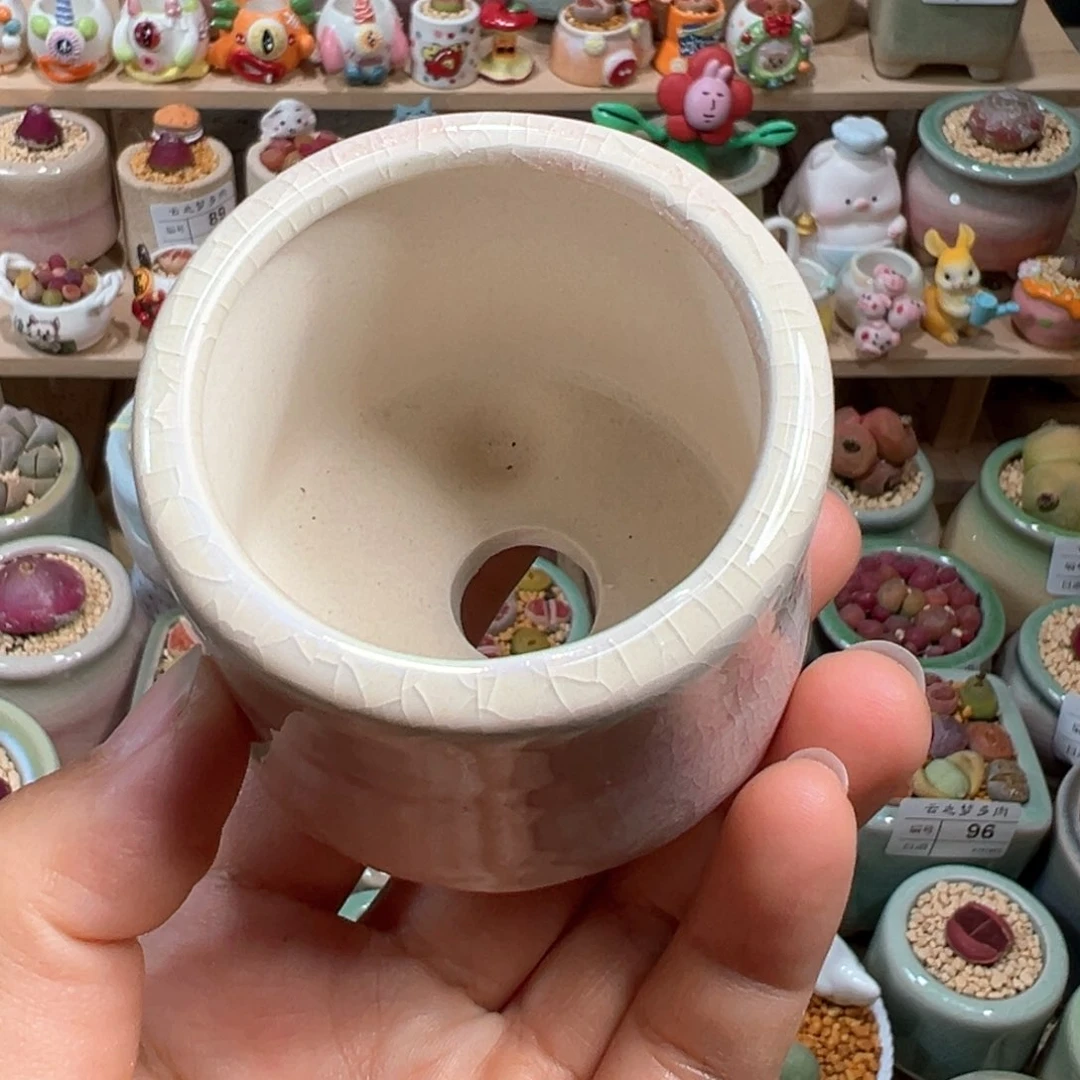 迷****熊多肉植物103号种6个鸽子蛋1.23