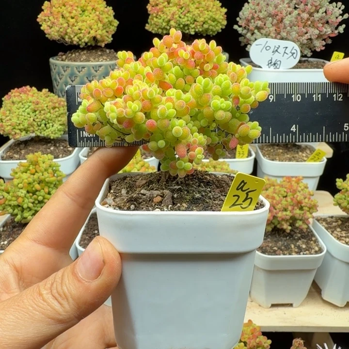 a25号蜜橘冠服6厘米