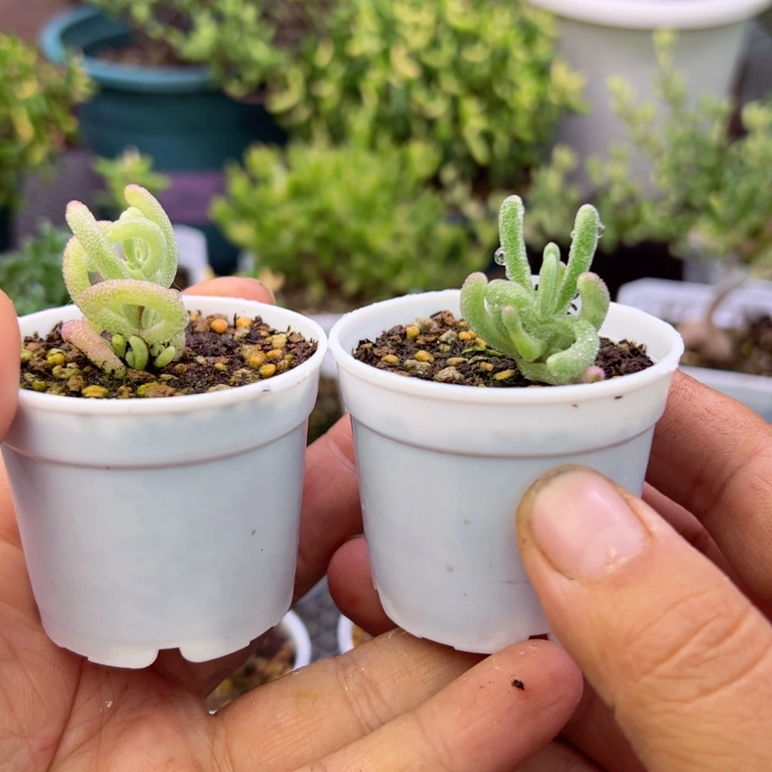慧***多肉植物枝干超紫紫闪