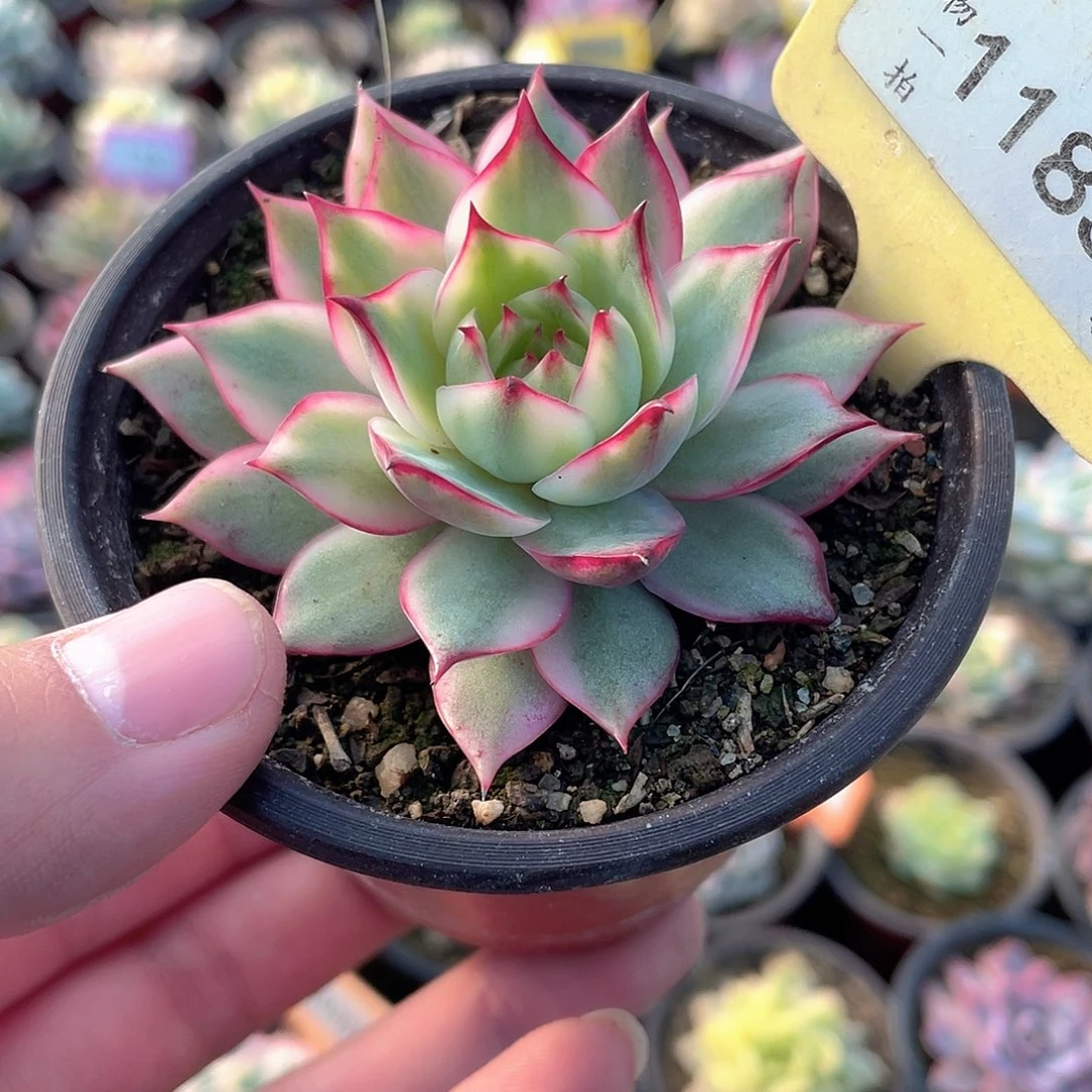 1185号宝莲灯锦白腹轮