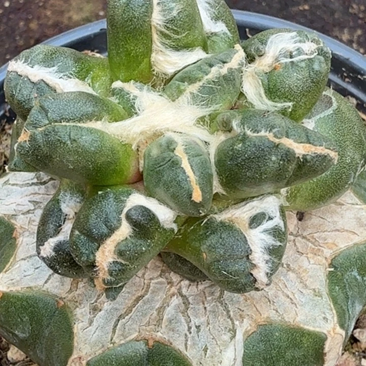 无花朵苗接蛋尤372