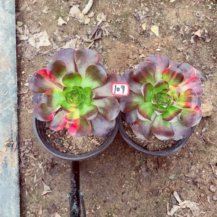 拂****7无毒七彩法师多肉109