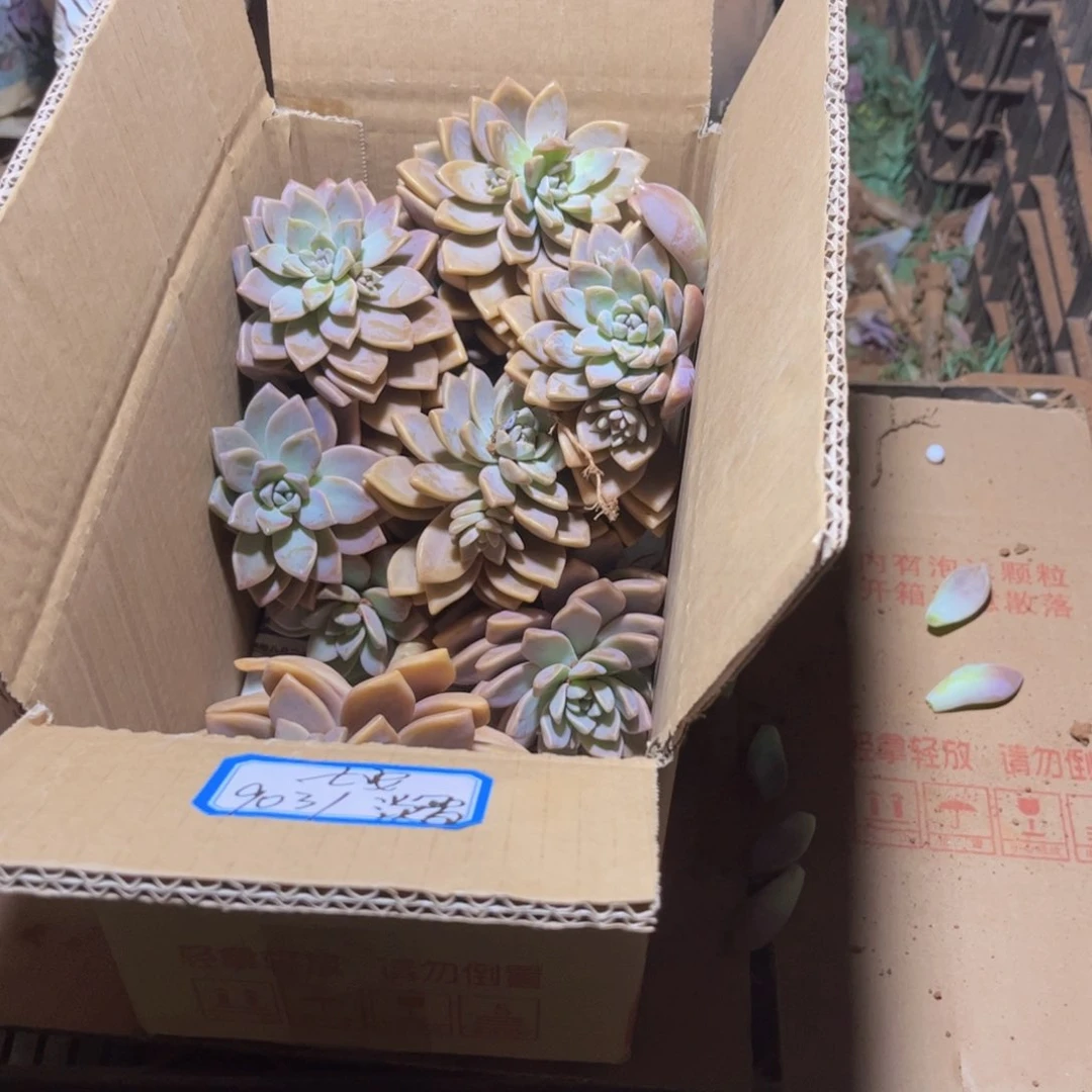 七**~淡雪断枝装箱 不售后