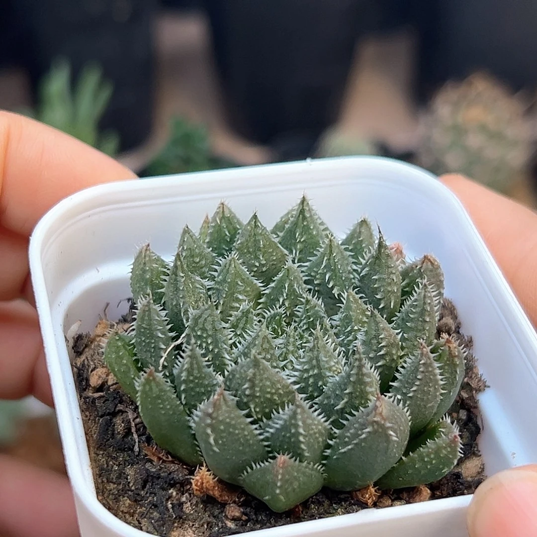 原始硬叶毛叶十二卷