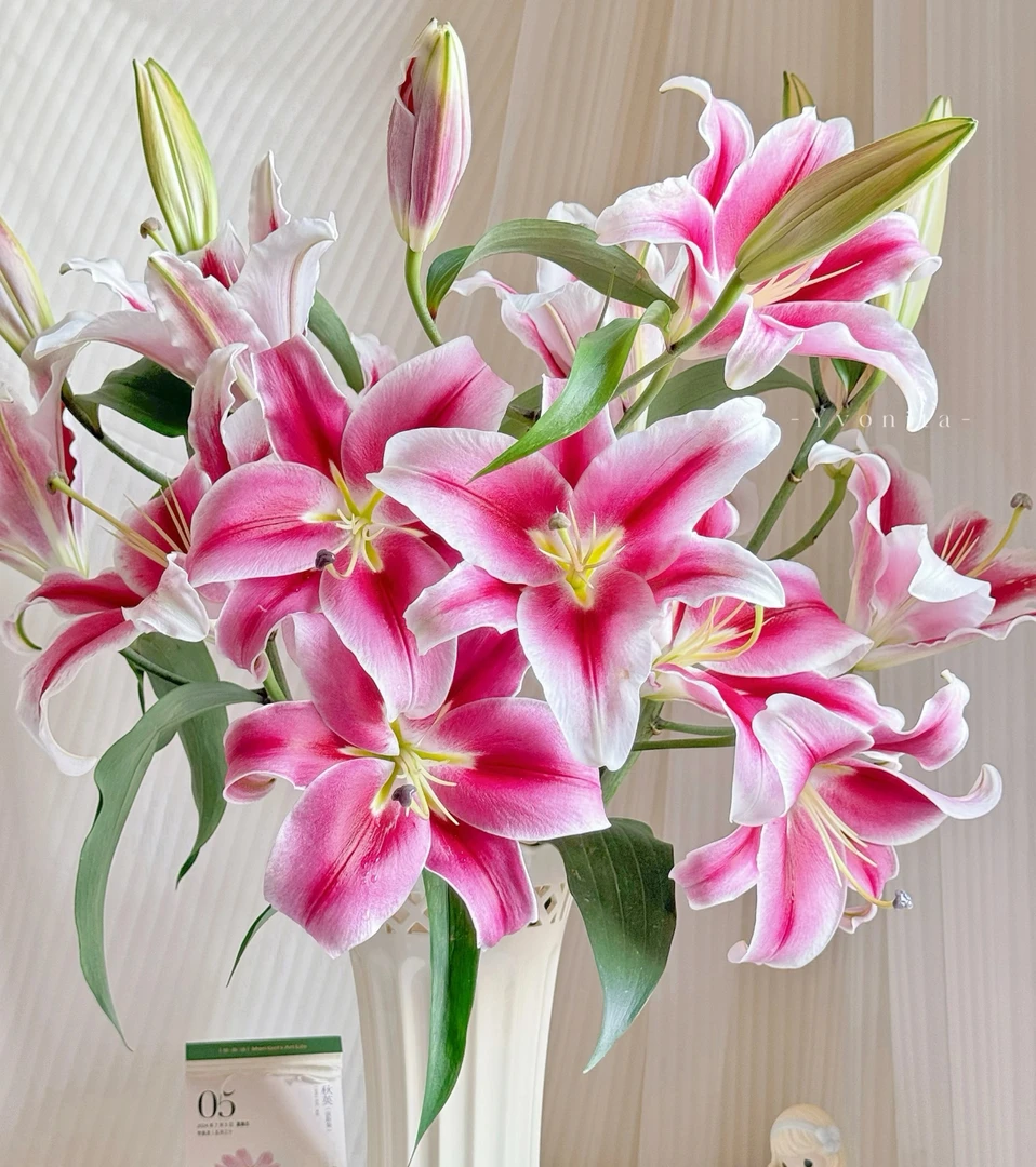 【帕拉佐香水百合树AK】粉色大花苞香水百合 |一单包邮 独立发货
