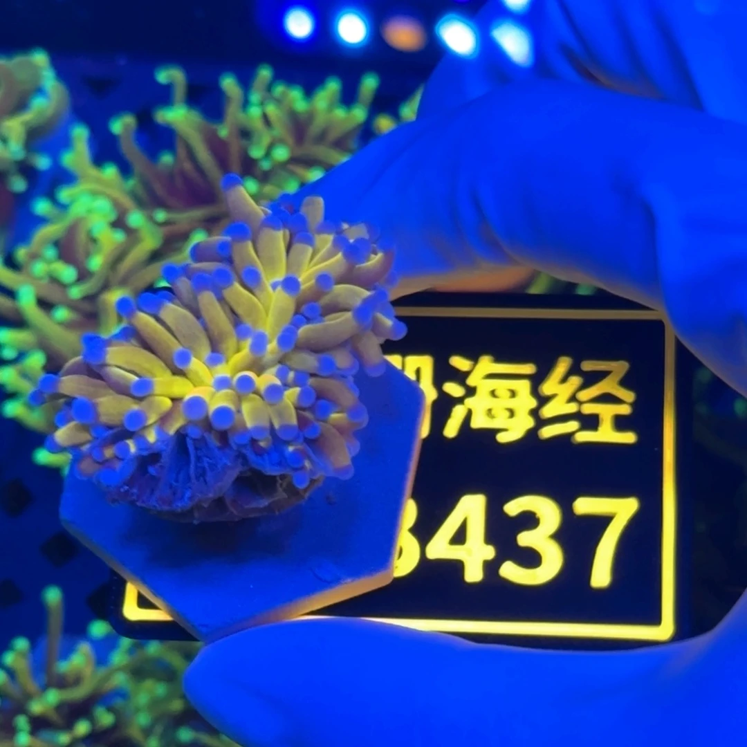 冯***啊纽扣珊瑚又又不包邮骨伤假澳金B437