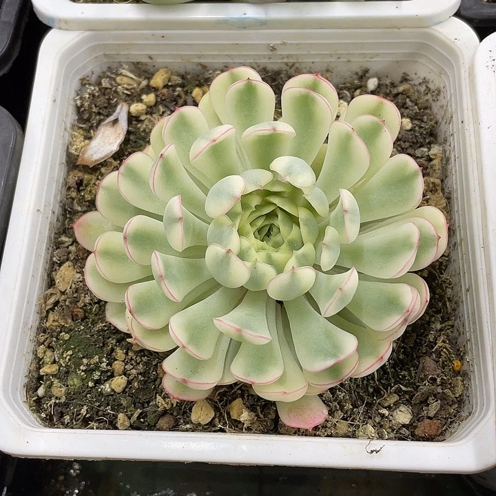 冰边梦幻玫瑰锦一物一拍