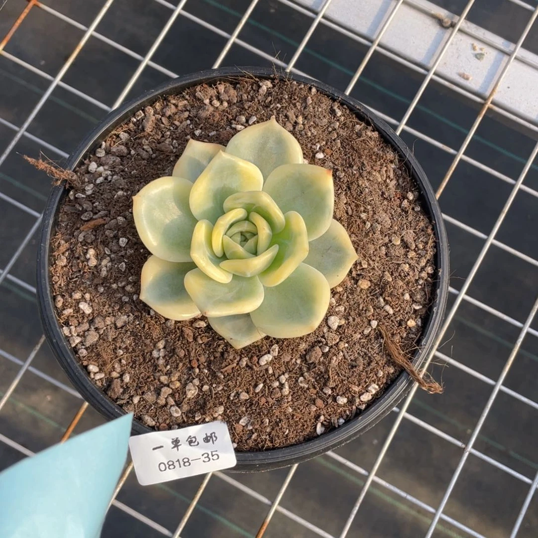?****。0818-35-傻白锦，，，，差价