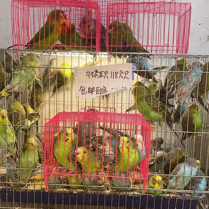 虎皮鹦鹉一物一拍