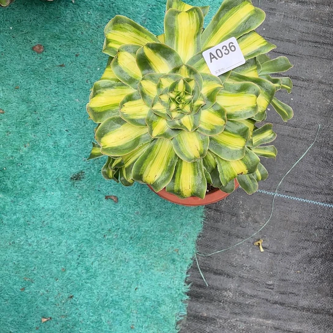 *****多肉暴君0000000036