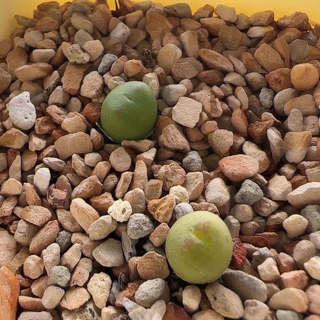 无花朵花友专拍 谢谢支持