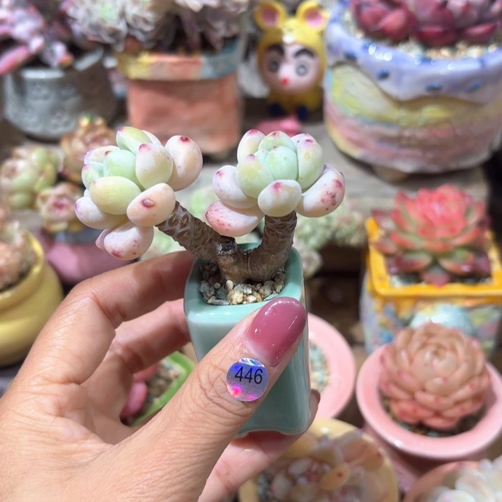 446 多肉含盆土 30元包邮 除偏远地区