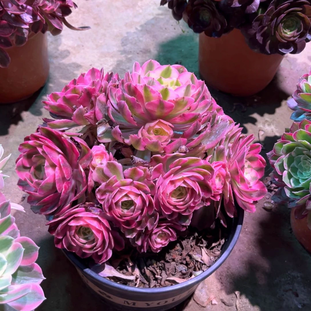 多肉植物倾城785