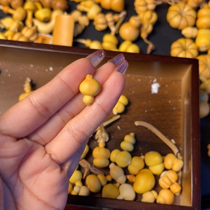 念****?叶互为附属叶腋单