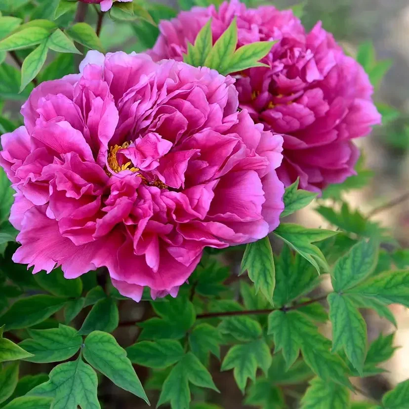 牡丹花苗盆栽高杆大苗庭院地栽室外种植大花卉洛阳牡丹花树苗牡丹
