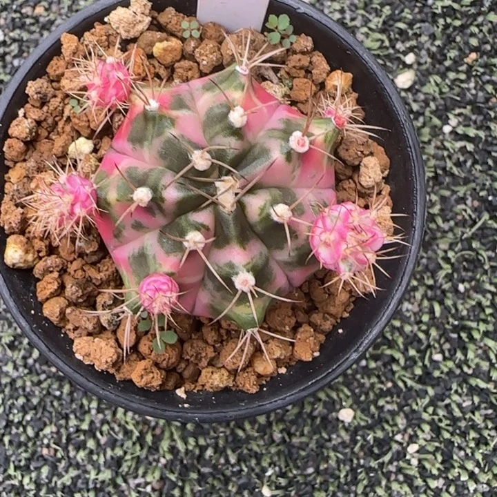 19-0018下播福利多肉