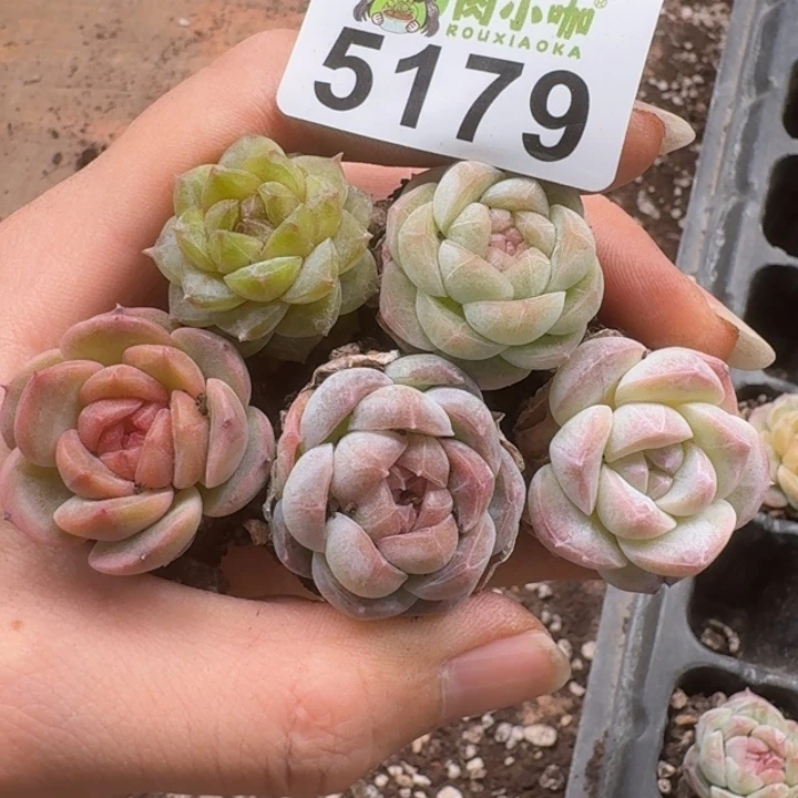 +**～多肉植物多肉植物