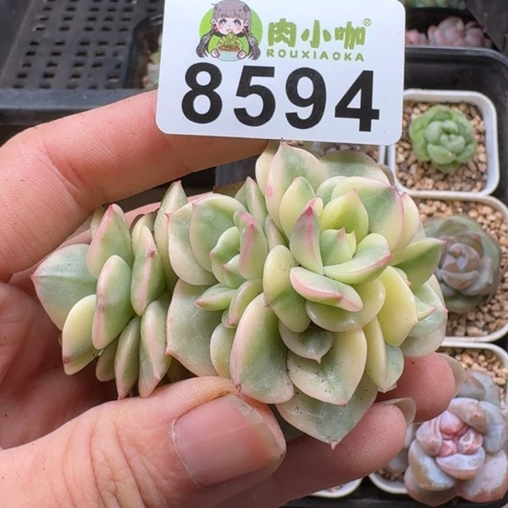 当前无花朵,栽培后可花朵多肉植物多肉植物