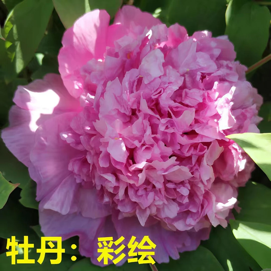 观赏牡丹花苗（彩绘）大花重瓣庭院阳台春季开花耐寒养花卉绿植