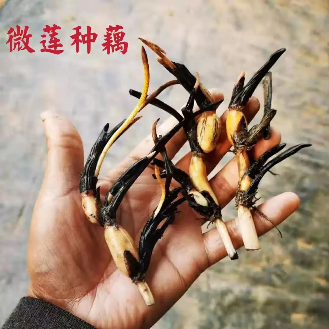 碗莲种藕根茎带芽小型花苗水培植物四季室内荷花盆栽睡莲花卉开花