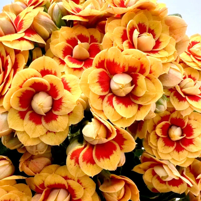 【洛桑女神】带花苞发货，生花苞发货