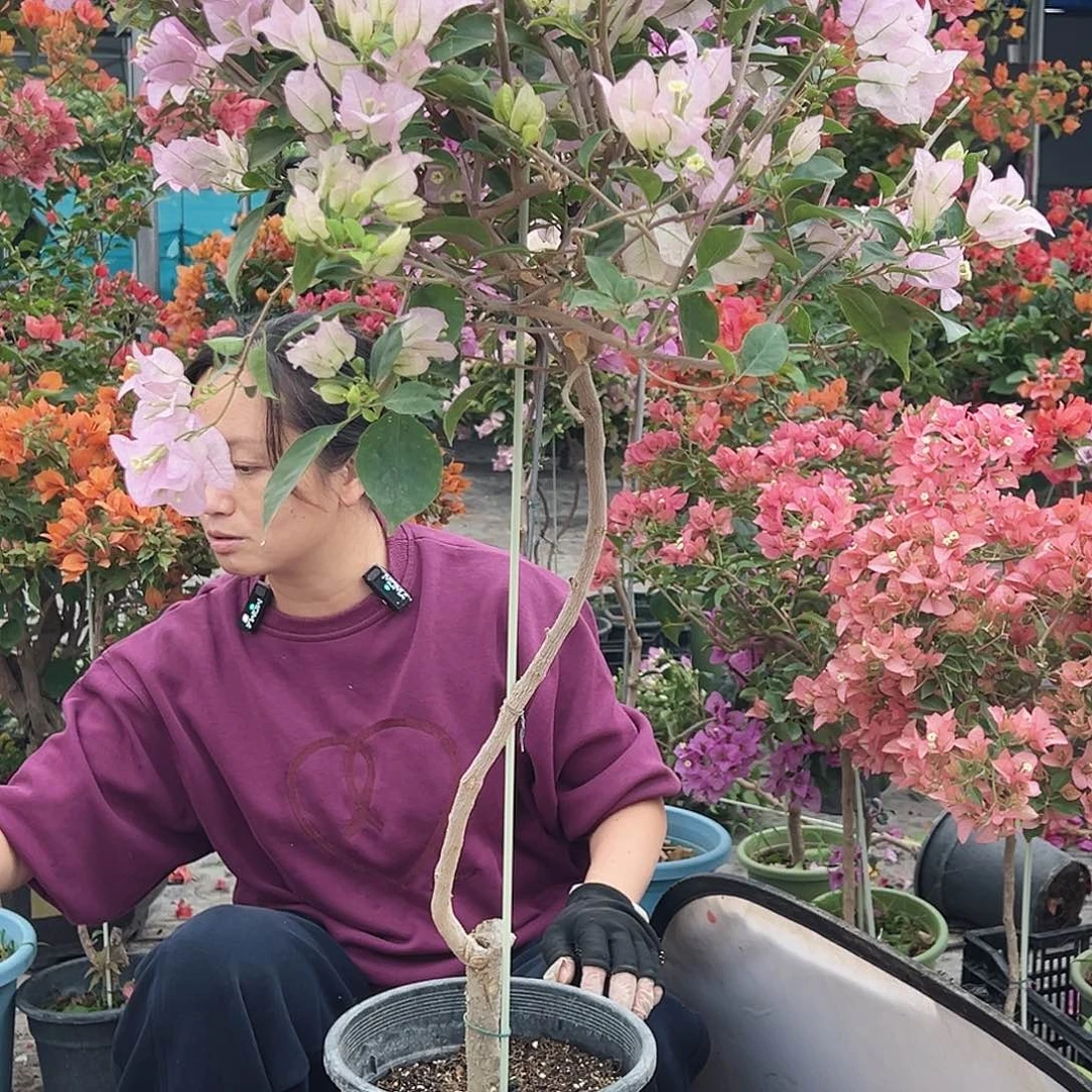 小***啦大部分花苞少量开放H31丽娜