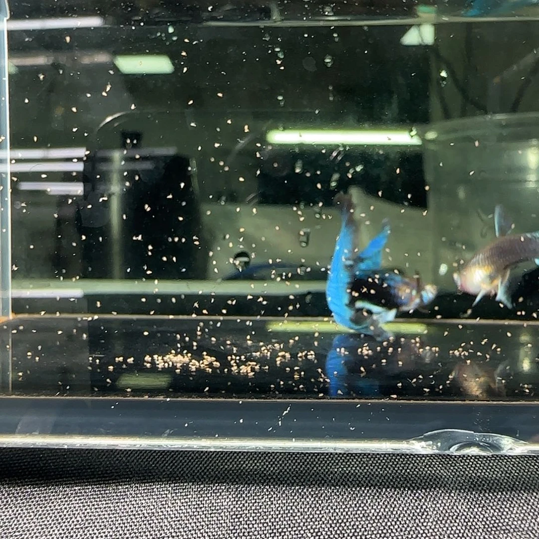 孔雀鱼关注主播可以竞拍