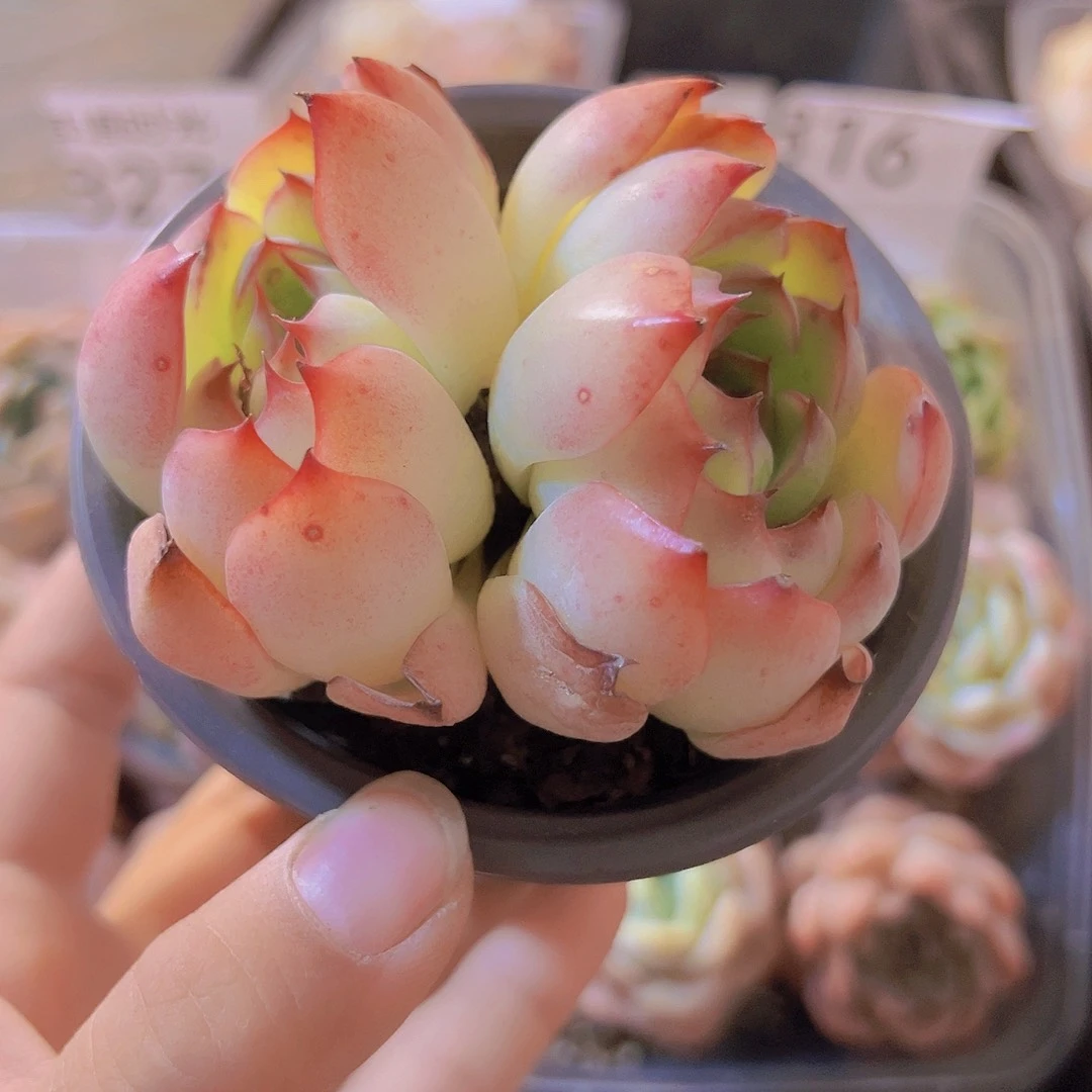 勾魂仙子，带盆带土发货