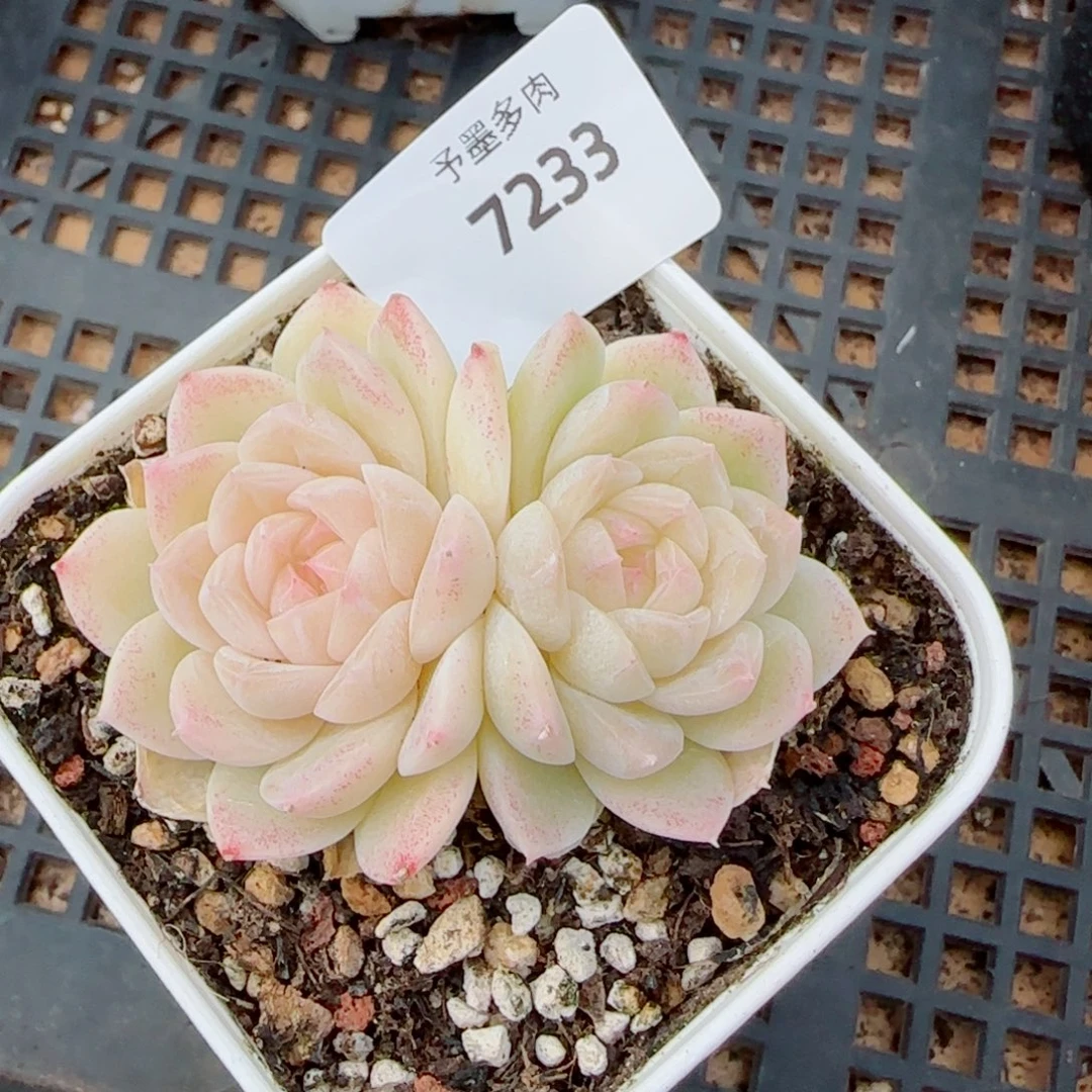 孤月珍妮，7233多肉植物